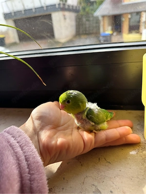 Süße Sperlingspapageien-Babys, 4 Wochen alt 