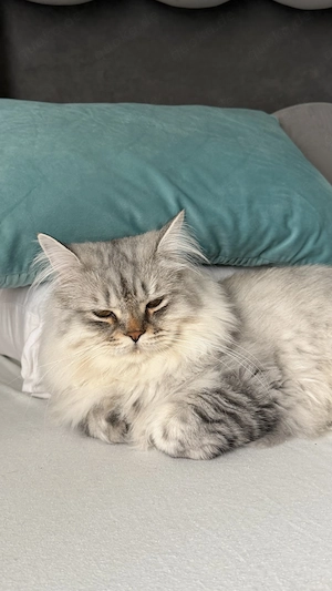 Zwei Kater nur zusammen abzugeben