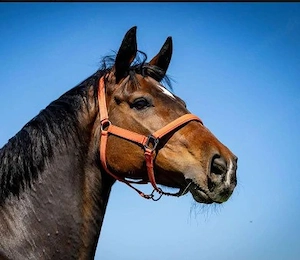 Suche Reitbeteiligung