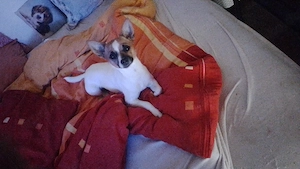 Chihuhua-jack Russell mix hündin