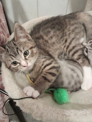 Bengal kitten MIX zu verkaufen 