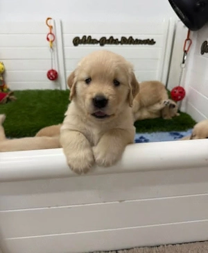 Golden-Retriever-Welpe sucht ein liebevolles Für-immer-Zuhause   