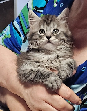 Maine Coon kitten xxl 