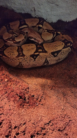 Boa Constrictor Imperator