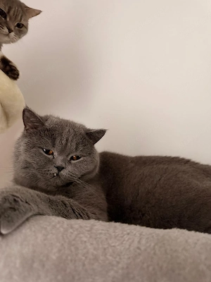 bkh kater kastriert british shorthair 
