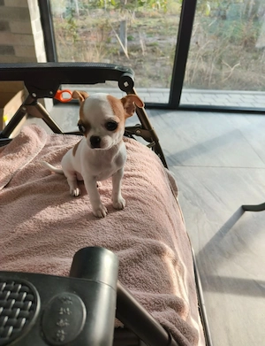 Chihuahua Hunde
