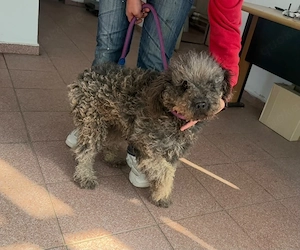 Daisy sucht dringend ein Zuhause oder eine Pflegestelle
