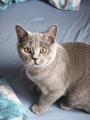BKH Kitten 6 Monate Alt 