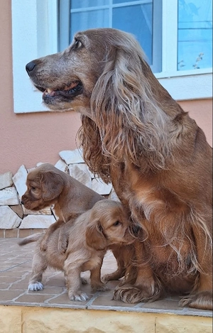 Cocker-Spaniel-Welpen suchen ein liebevolles Zuhause 