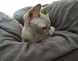 Traumhaftes Canadian Sphynx Mädchen mit Tasthaaren und Stammbaum