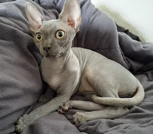 Canadian Sphynx Kitten mit Tasthaaren und Stammbaum