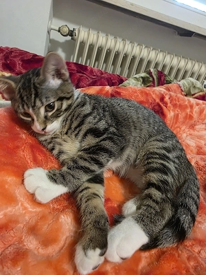 baby katze 