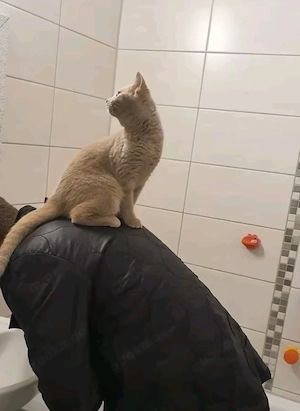 BKH Kitten 6 Monate Alt 