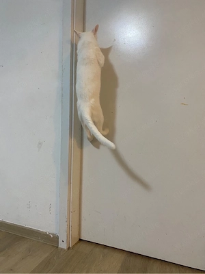 Katzenmutter und ihr sohn 