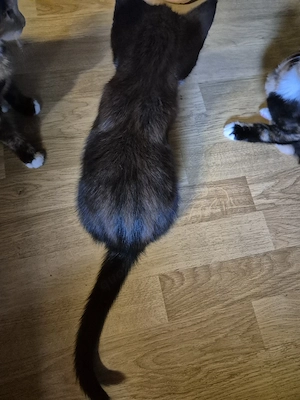Maine coon mix 
