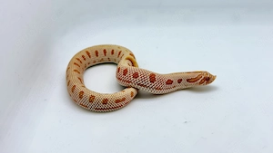 Hakennasennatter 0.1 Arctic Toffee Conda Heterodon Nasicus