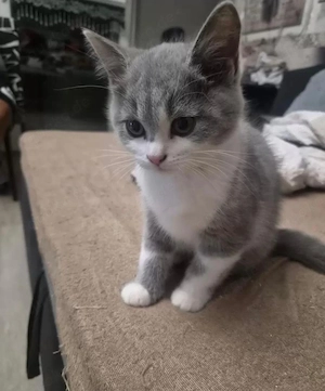 Britisch Kurzhaar Kitten suchen zuhause