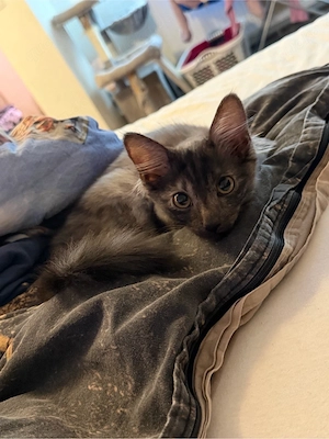2 Baby katzen zu verkaufen ab jetzt abgabebereit 