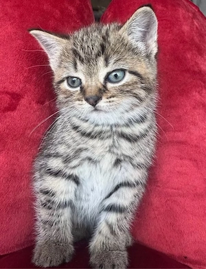 Britisch Kurzhaar Kitten 