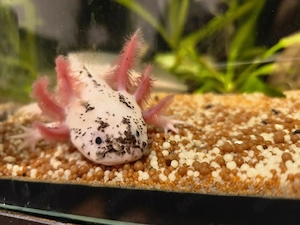Axolotl Harlekin Axolotl 