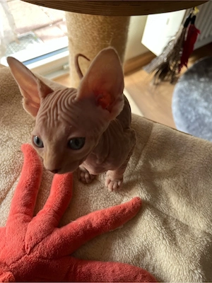Canadian Sphynx Mädchen Rot mit Tasthaare