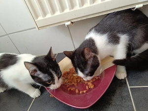 katzenbabys 