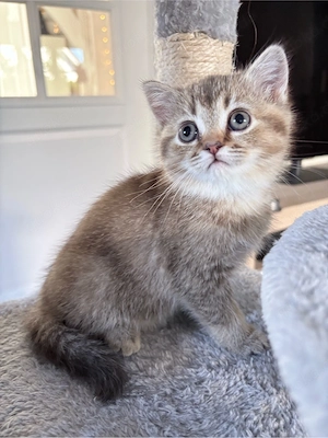 BKH Kitten 