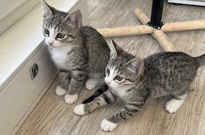 Europäische Kurzhaar Kitten suchen zuhause