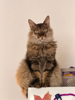 Don Sphynx 4j, weibl. kastriert - dringend 
