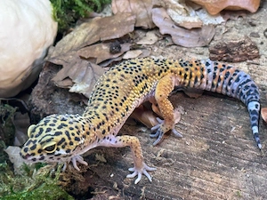 Nuria - 0.1 inferno blood cross het. tremper albino 