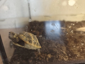 Landschildkröte