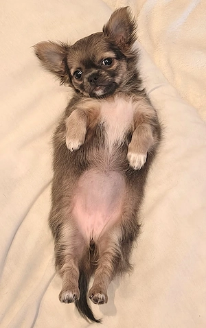 Bella langhaarig reinrassig chihuahua 