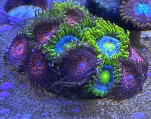 Mixed Ableger Zoanthus