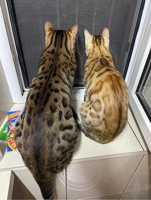 Bengalkatze