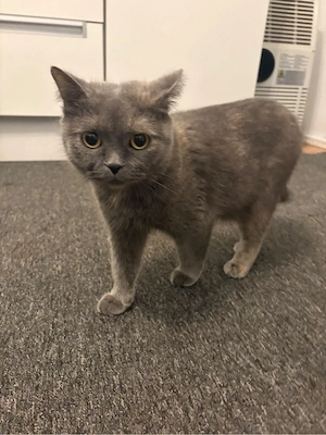 Britische Katze sucht ein liebevolles Zuhause   