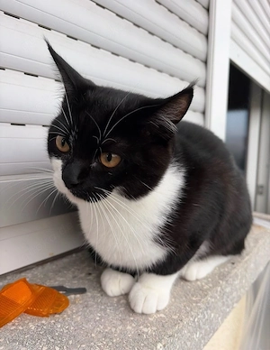 Schwarzer Kater sucht ein liebevolles Zuhause 