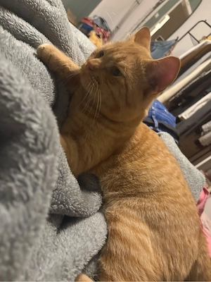 Orangefarbener Kater sucht ein liebevolles Zuhause   