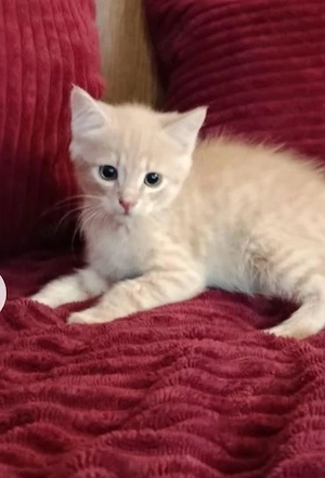 Europäische Kurzhaar Katzenbabys