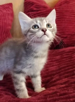 Europäische Kurzhaar Katzenbabys