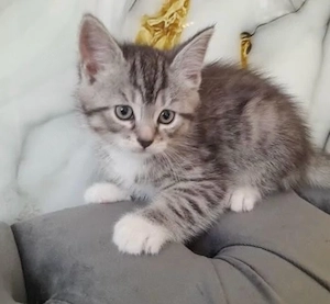 Britisch Kurzhaar Kitten Mix