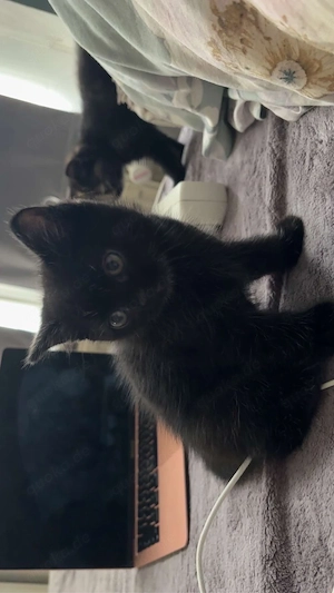 Süße Babykatzen suchen ein liebevolles Zuhause   