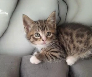 Britisch Kurzhaar Katzenbabys 