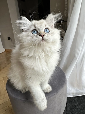 2 BLH Britisch Langhaar Kater blaue Augen 12 Wochen 