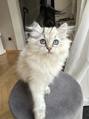 BLH Britisch Langhaar Kitten 13 Wochen 