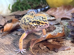 Ipanema - 0.1 Inferno het. tremper albino 