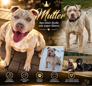 American Bully XL   Cane Corso Welpen zu verkaufen
