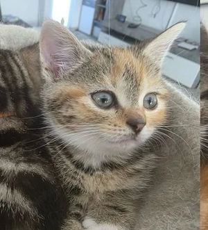 Europäische Kurzhaar Kitten 