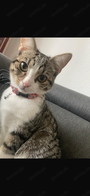 LuLu (weiblich) sucht ein liebevolles Zuhause
