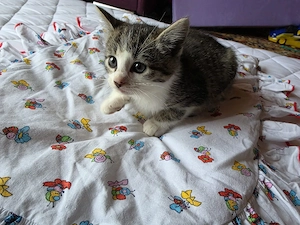 Katzenbaby kitten 