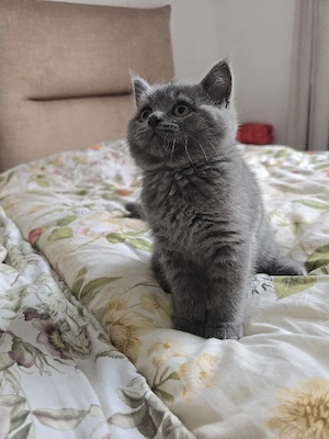 Katzenbaby in Grau sucht ein neues Zuhause   